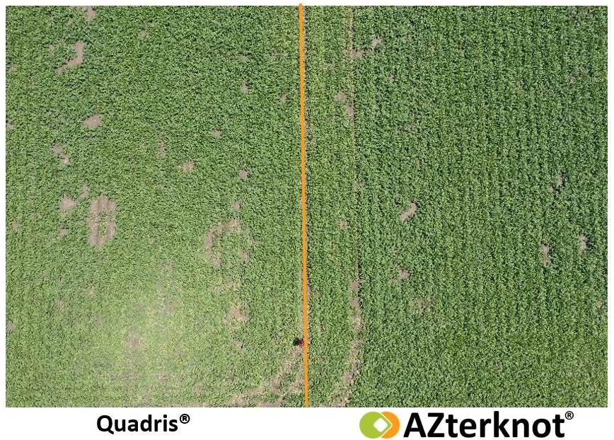 AZ vs Quadris in SB-1