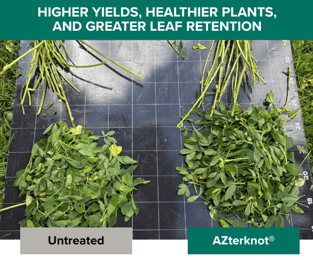 AZterknot on alfalfa