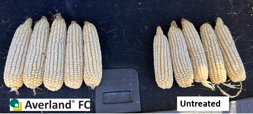 Averland vs untreated corn cobs