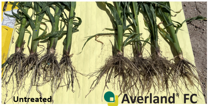 Averland vs untreated corn roots