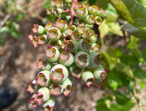 Blueberries