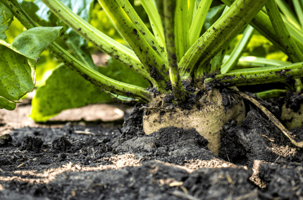 Close-up of sugarbeet root base with soil covering green stems
