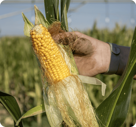 Corn being shucked in the field