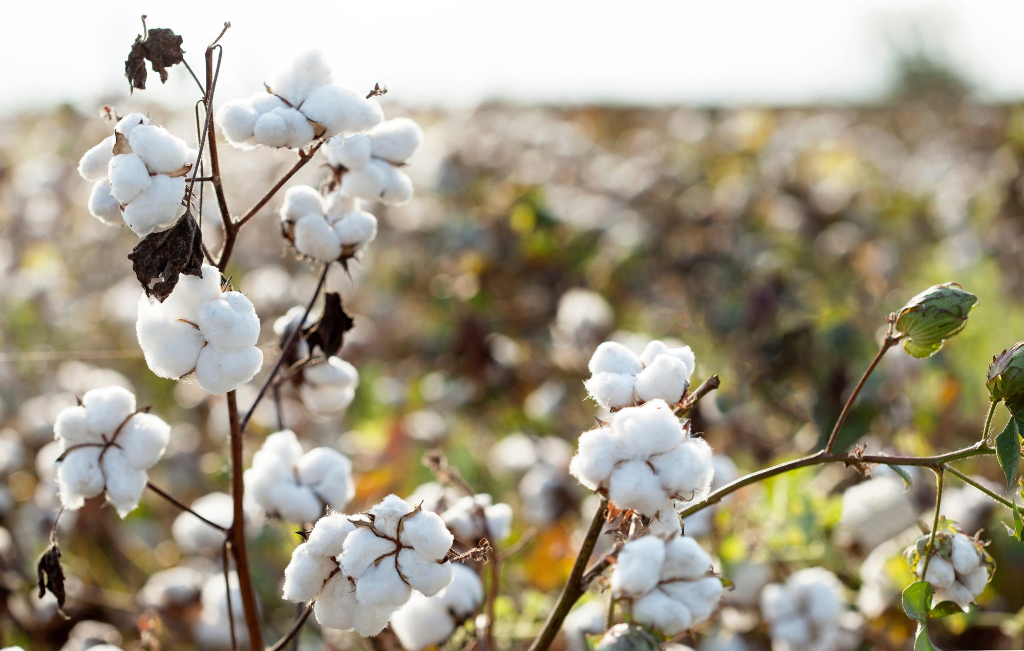 Cotton Plant In Field