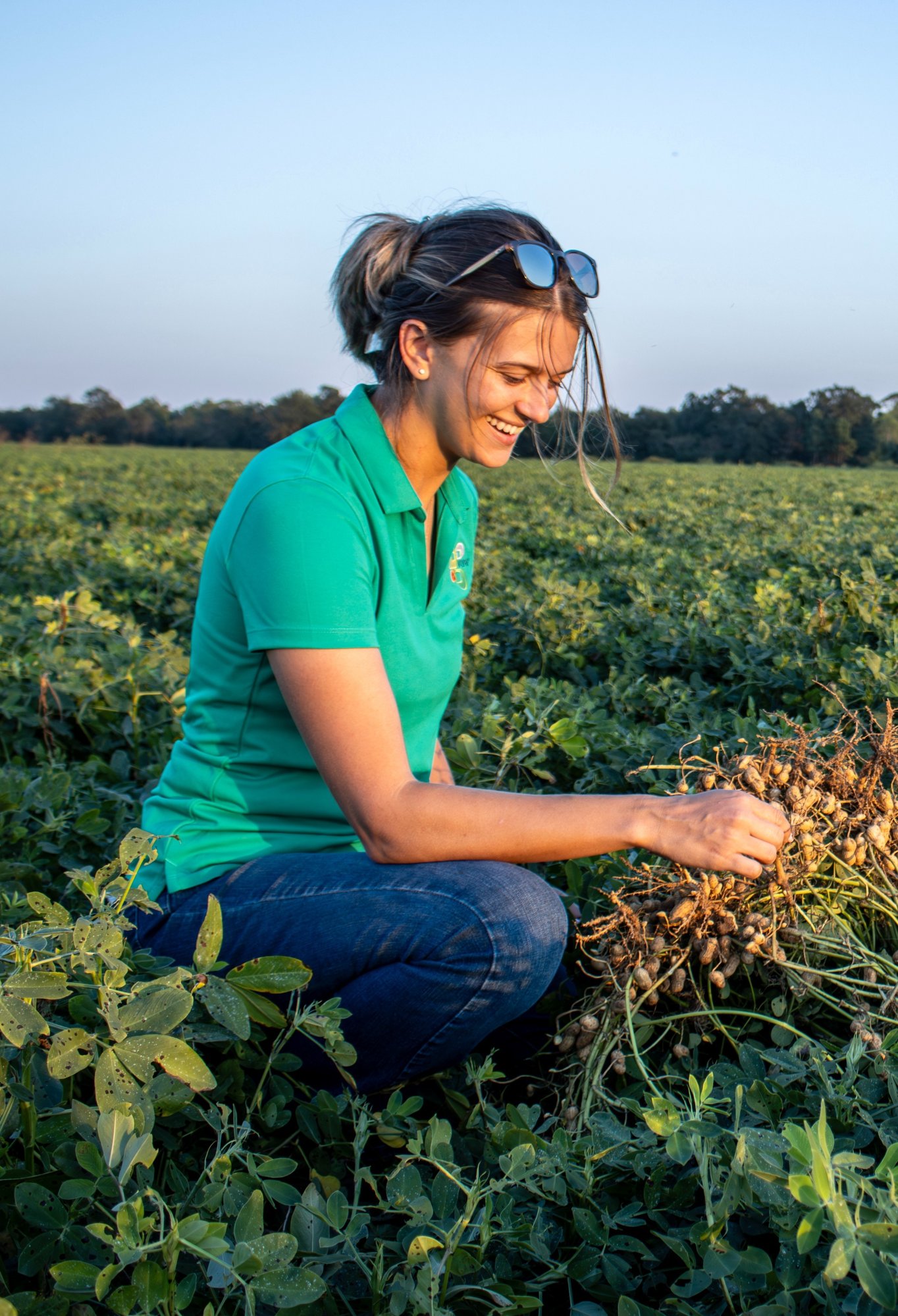 Peanut harvest in Alabama Peanut harvest in Alabama