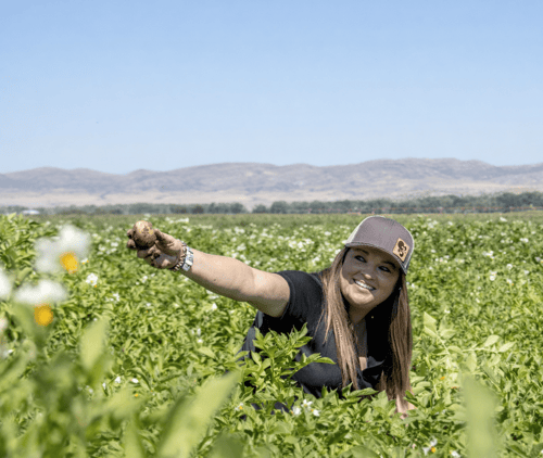 Harvesting fresh potatoes in the field-2