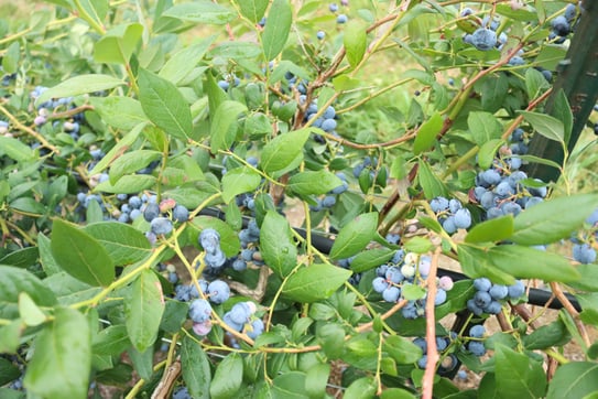 Blueberries