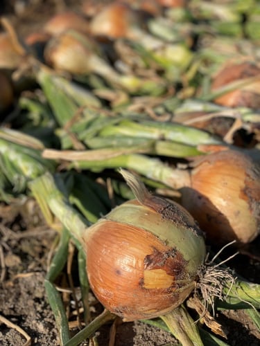 Onions close up