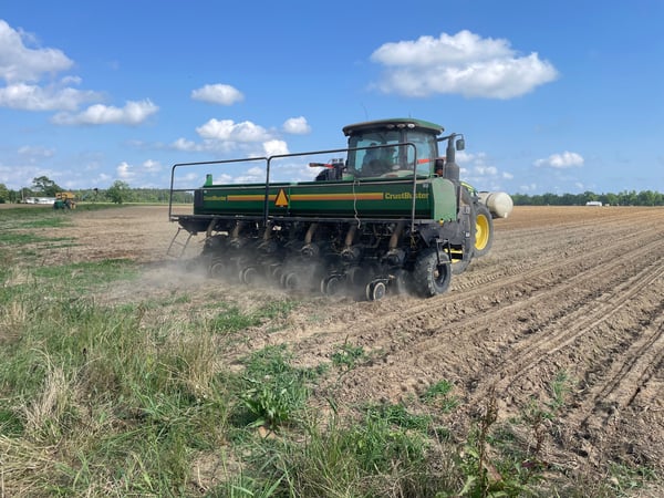 Peanut planting