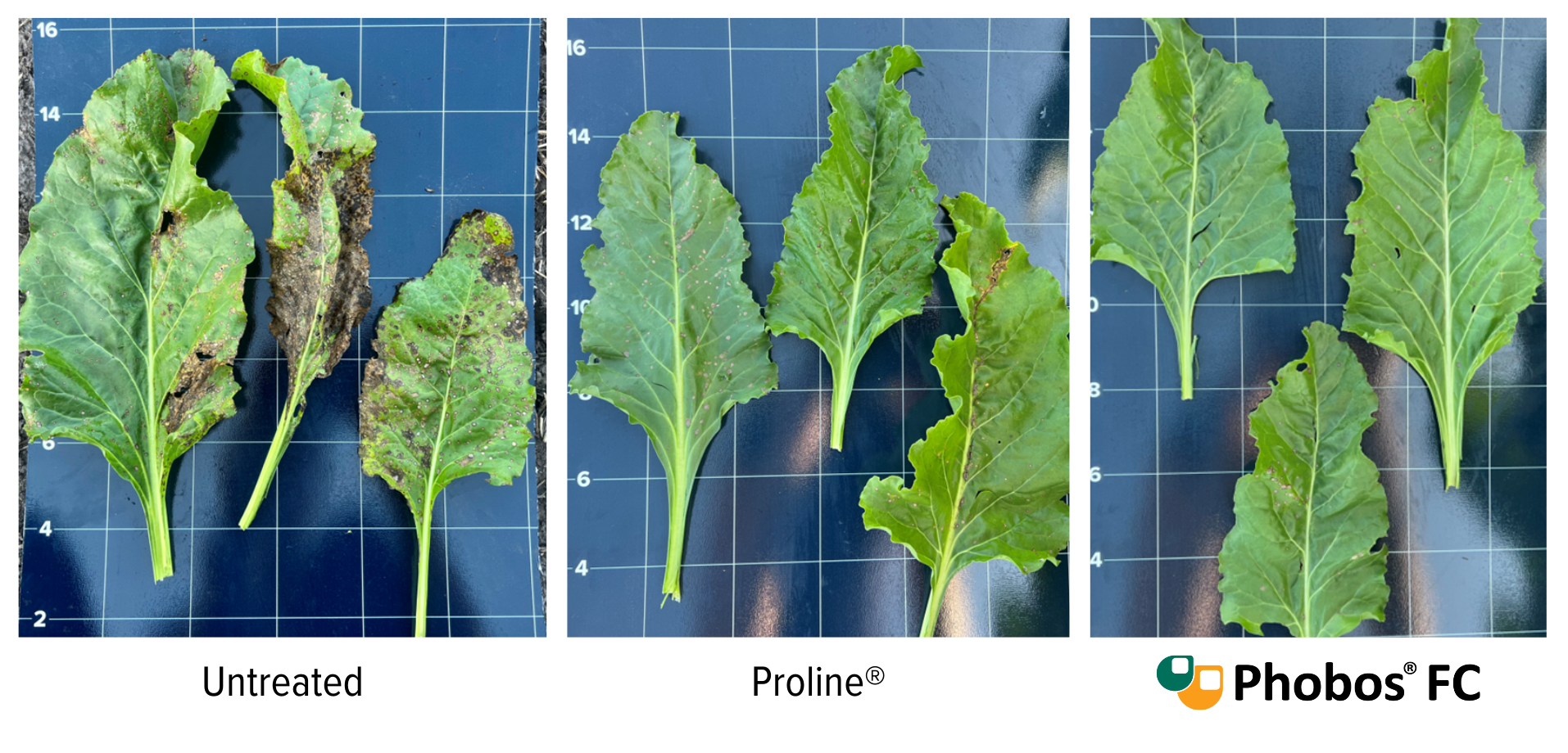 Phobos FC compared to Proline and untreated sugarbeet leaves
