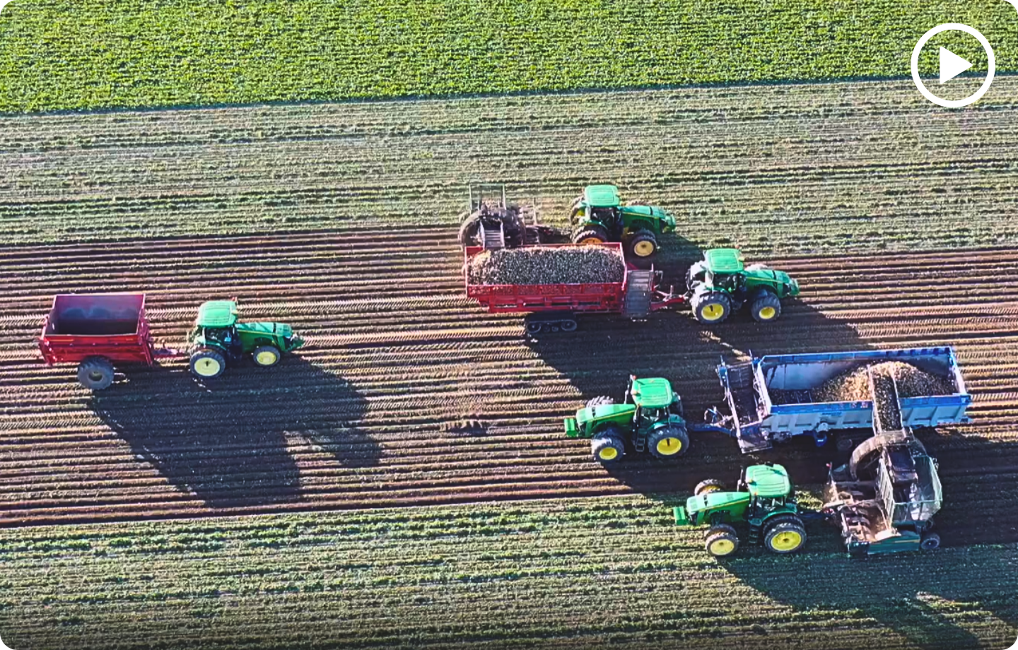 Sugarbeet Harvest Sugarbeet Harvest