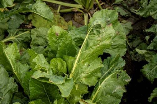 Sugarbeets - Cercospora leaf spot - MI - 5