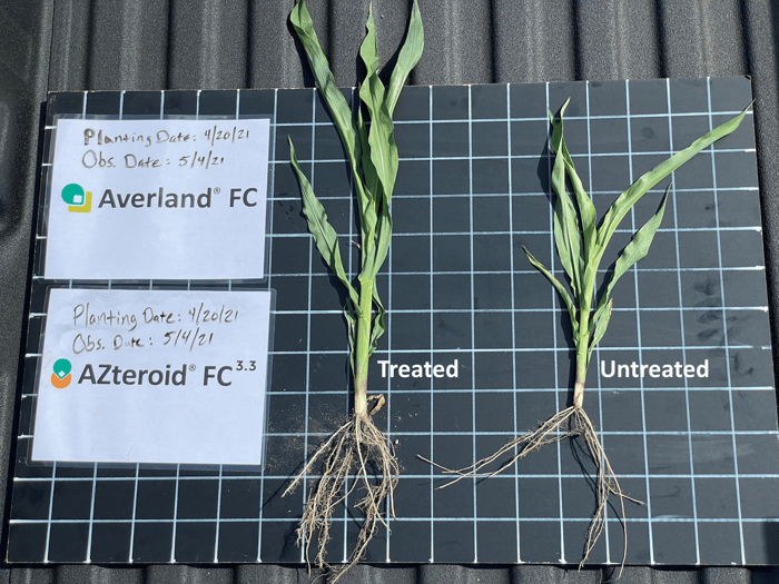 Averland-and-AZteroid-corn-vs-untreated-with-labels