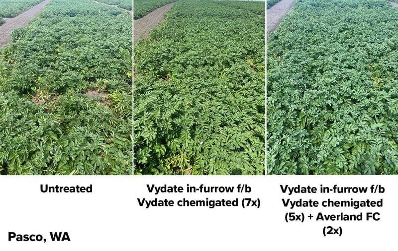 Vydate Potato Program vs Averland Potato Program side by side