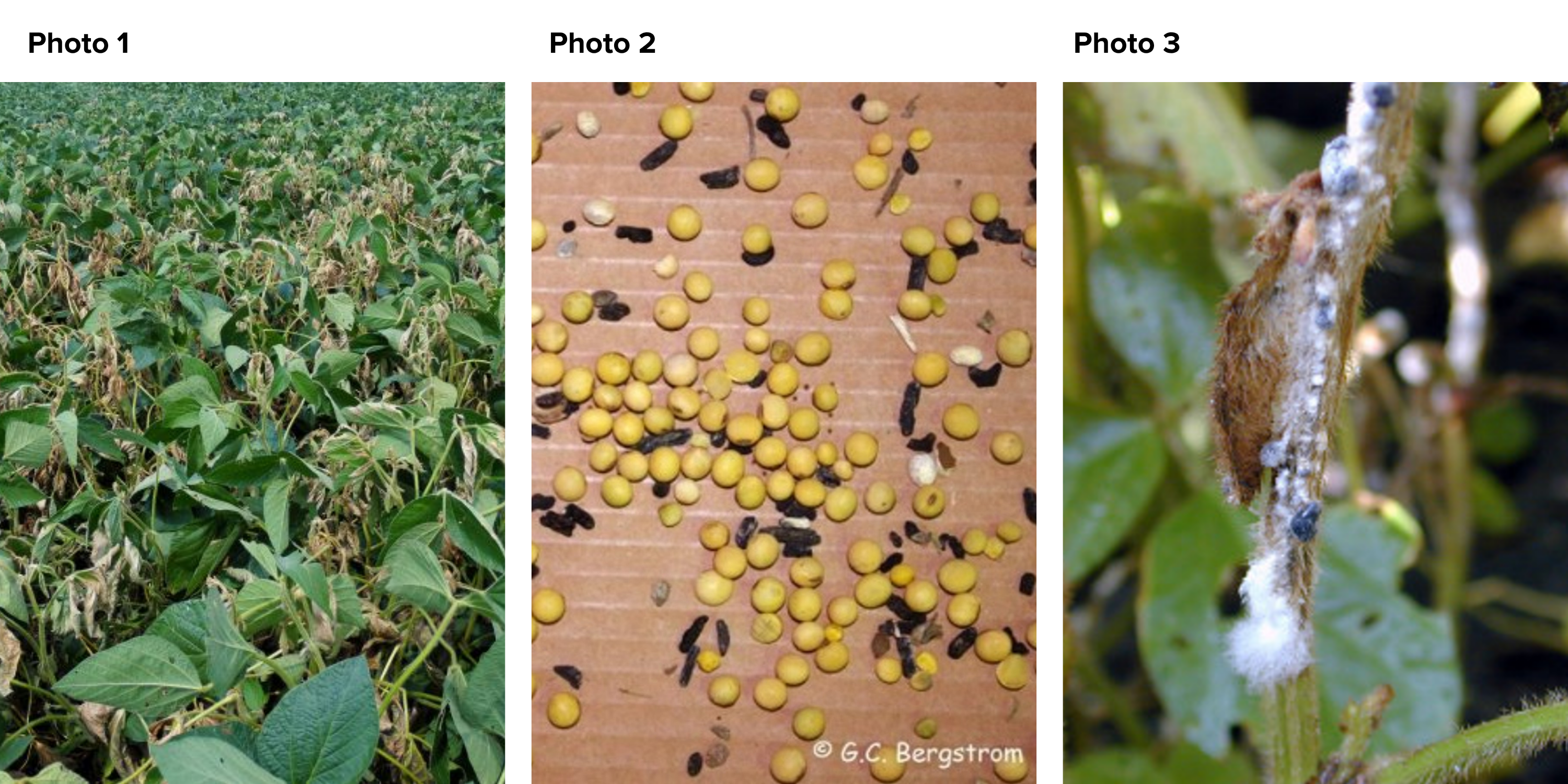 White Mold on Beans and Chickpeas