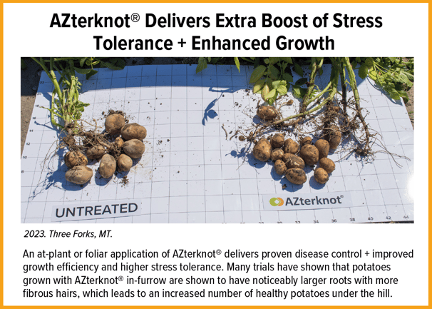 azterknot on potatoes