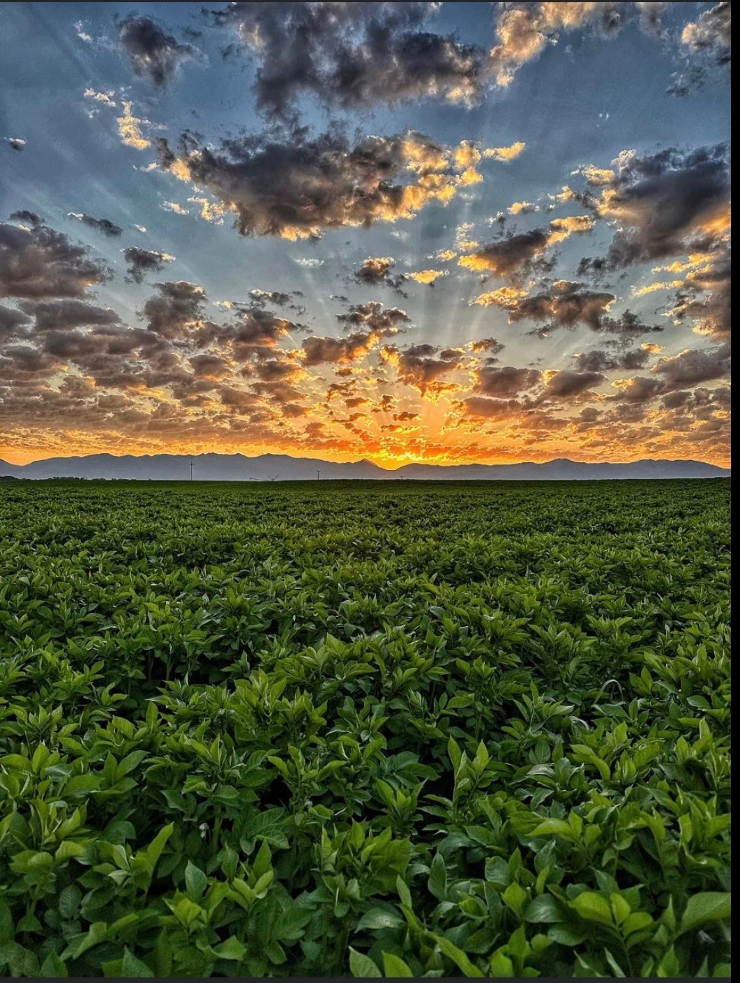 Potato field in-season
