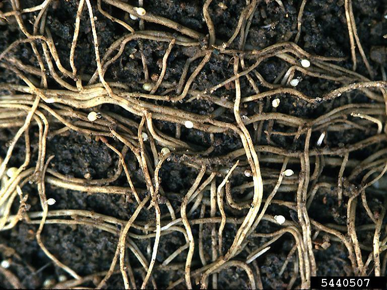 Understanding Soybean Cyst Nematodes: The Hidden Threat Below the Soil