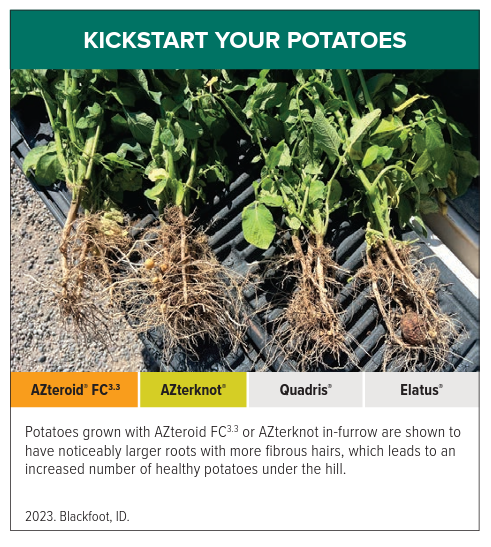AZterknot Potatoes Side by Side