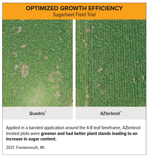 AZterknot Sugarbeets