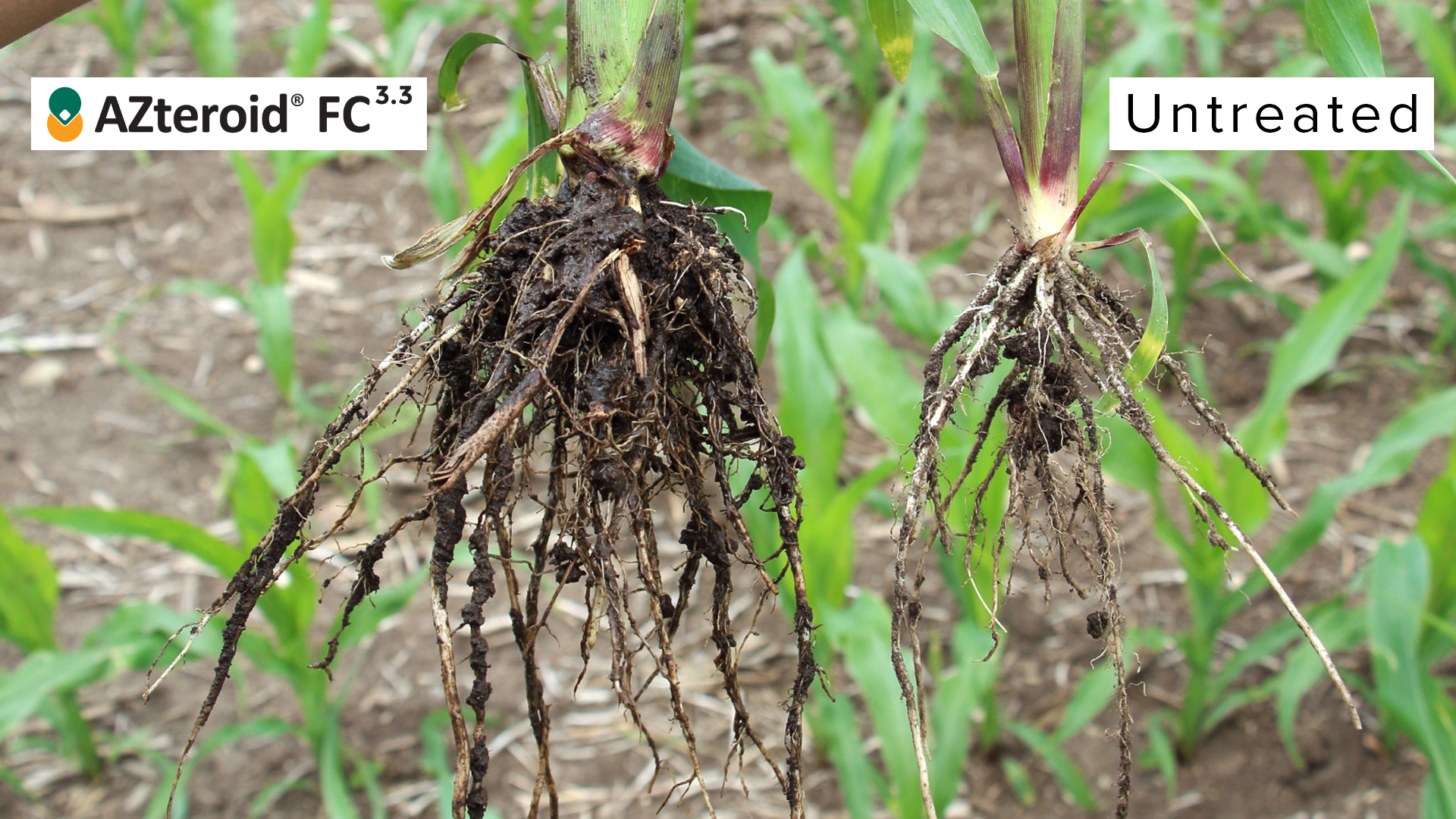AZteroid FC 3.3 vs Xyway: Protecting your corn yield just got easier