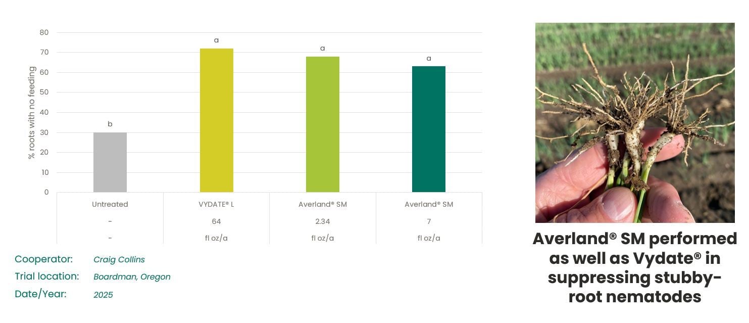 Averland SM roots in onions