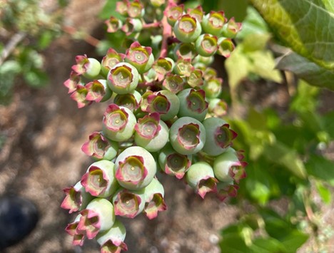 Red, White, and Blueberries