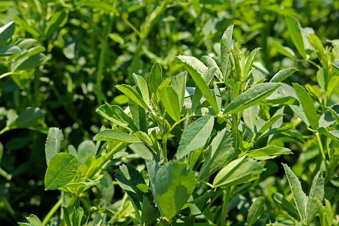 A Guide to Higher-Quality Alfalfa for Stronger Dairy Performance