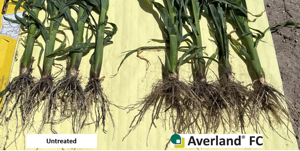 Corn AV vs Untreated