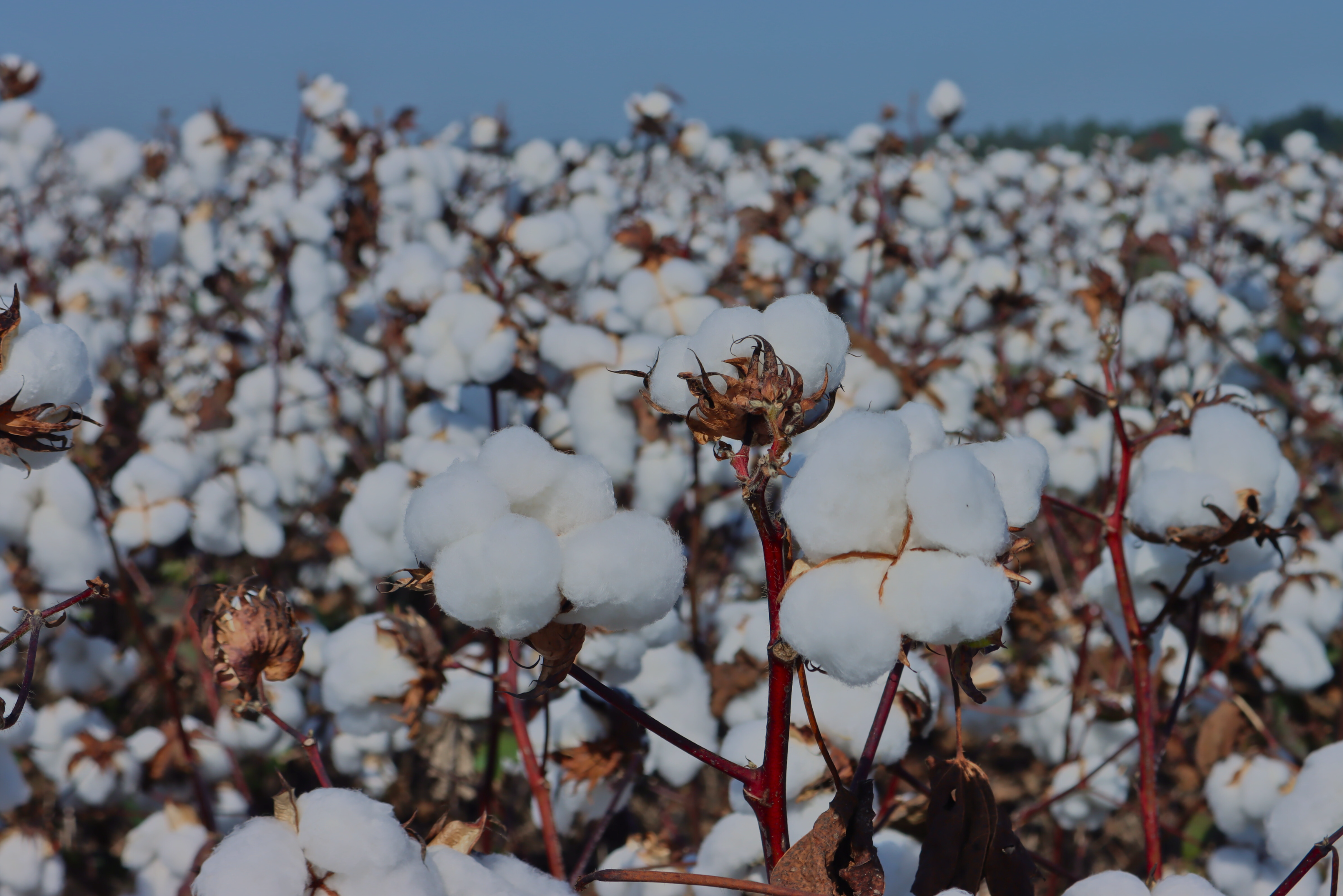 An Easier Way to Combat Cotton Pests In-Furrow