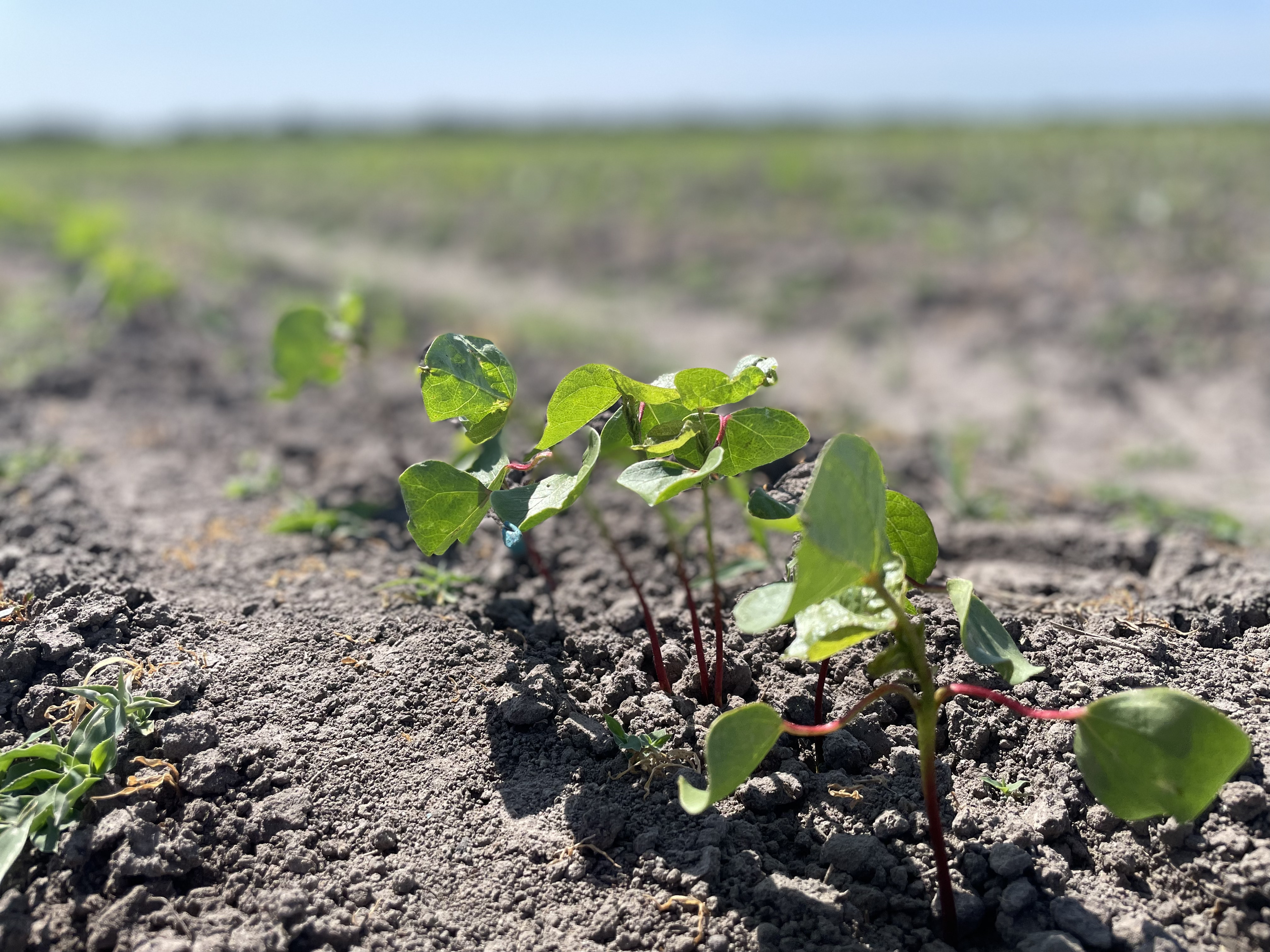 Cotton seedling