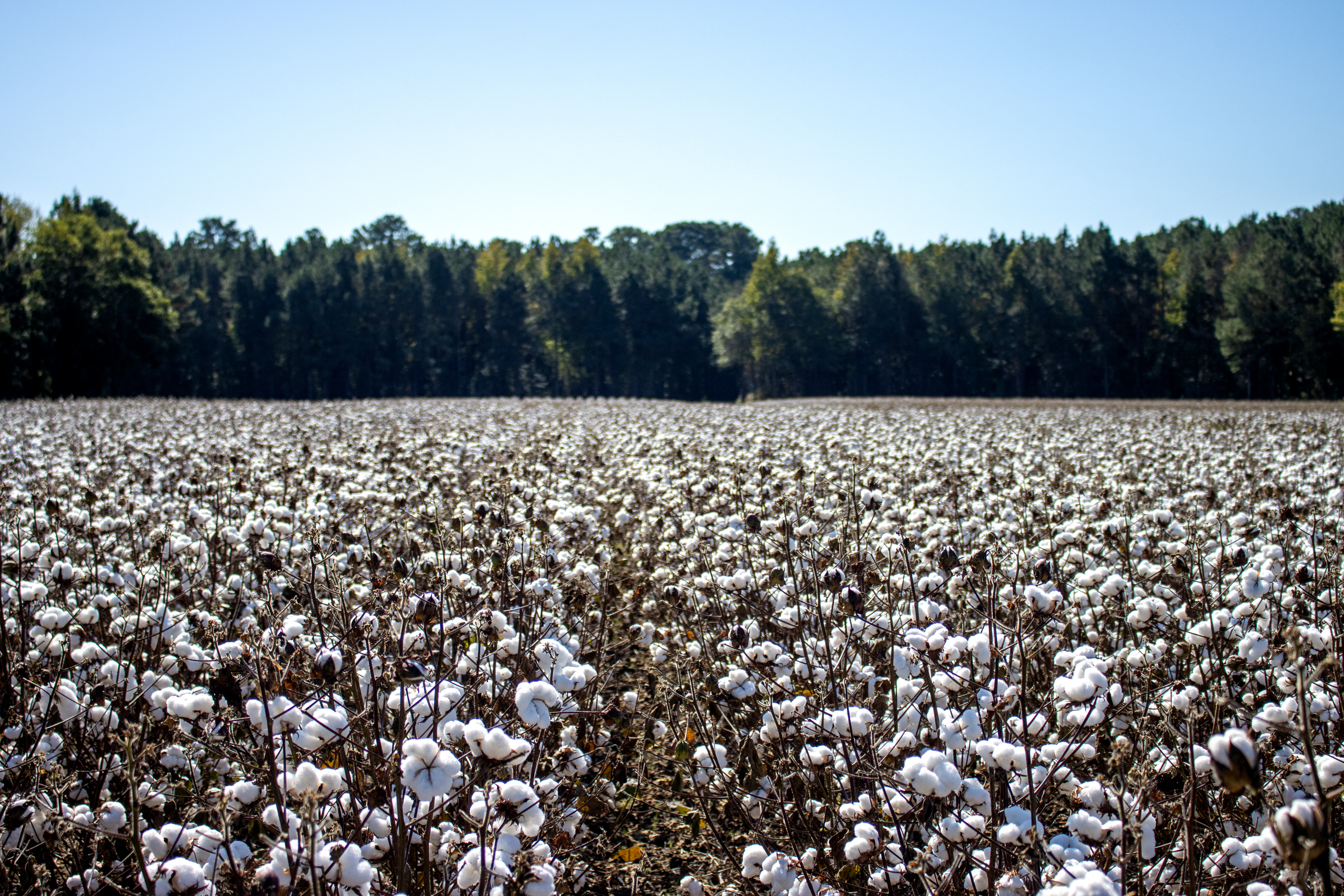 Falling into Nematode Sampling