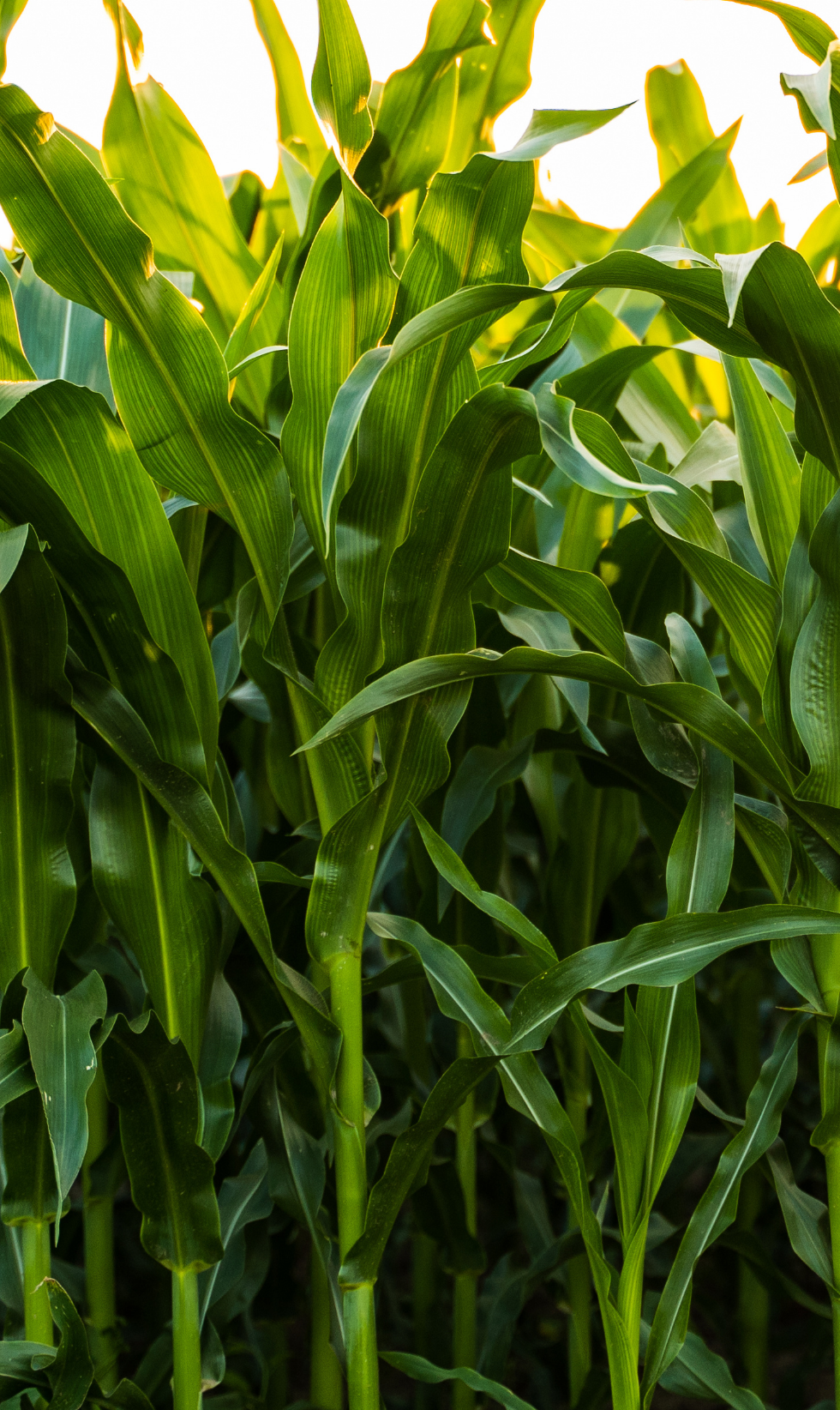 Bret Mize Joins Vive as National Account Manager, Greg Esco Promoted