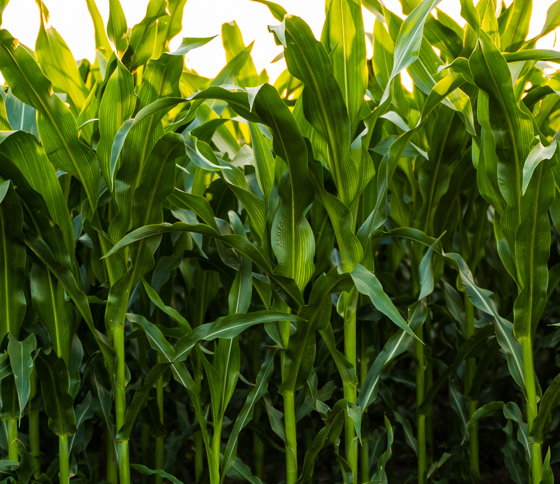 Dense Corn Thicket