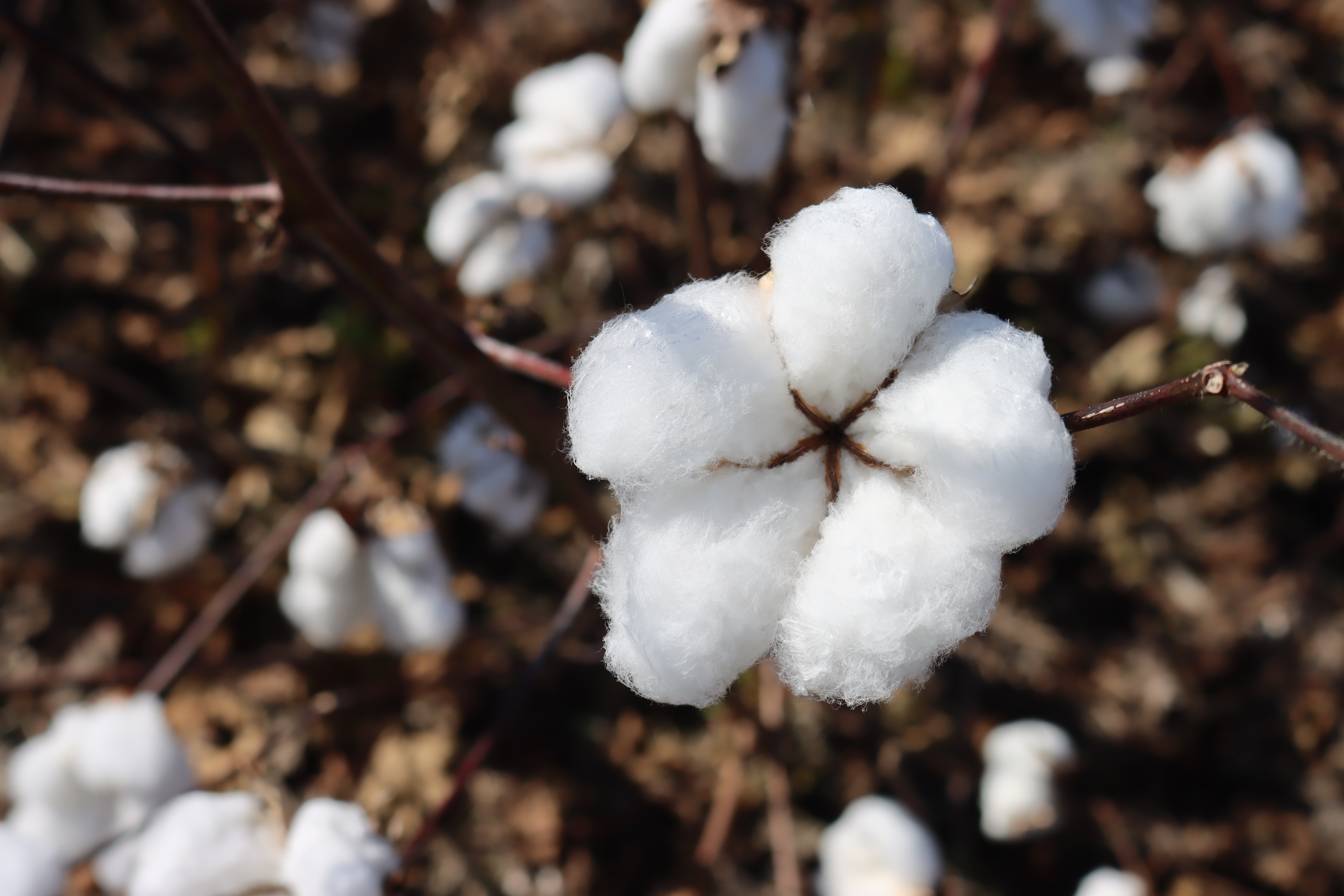 Managing Nematodes in Cotton
