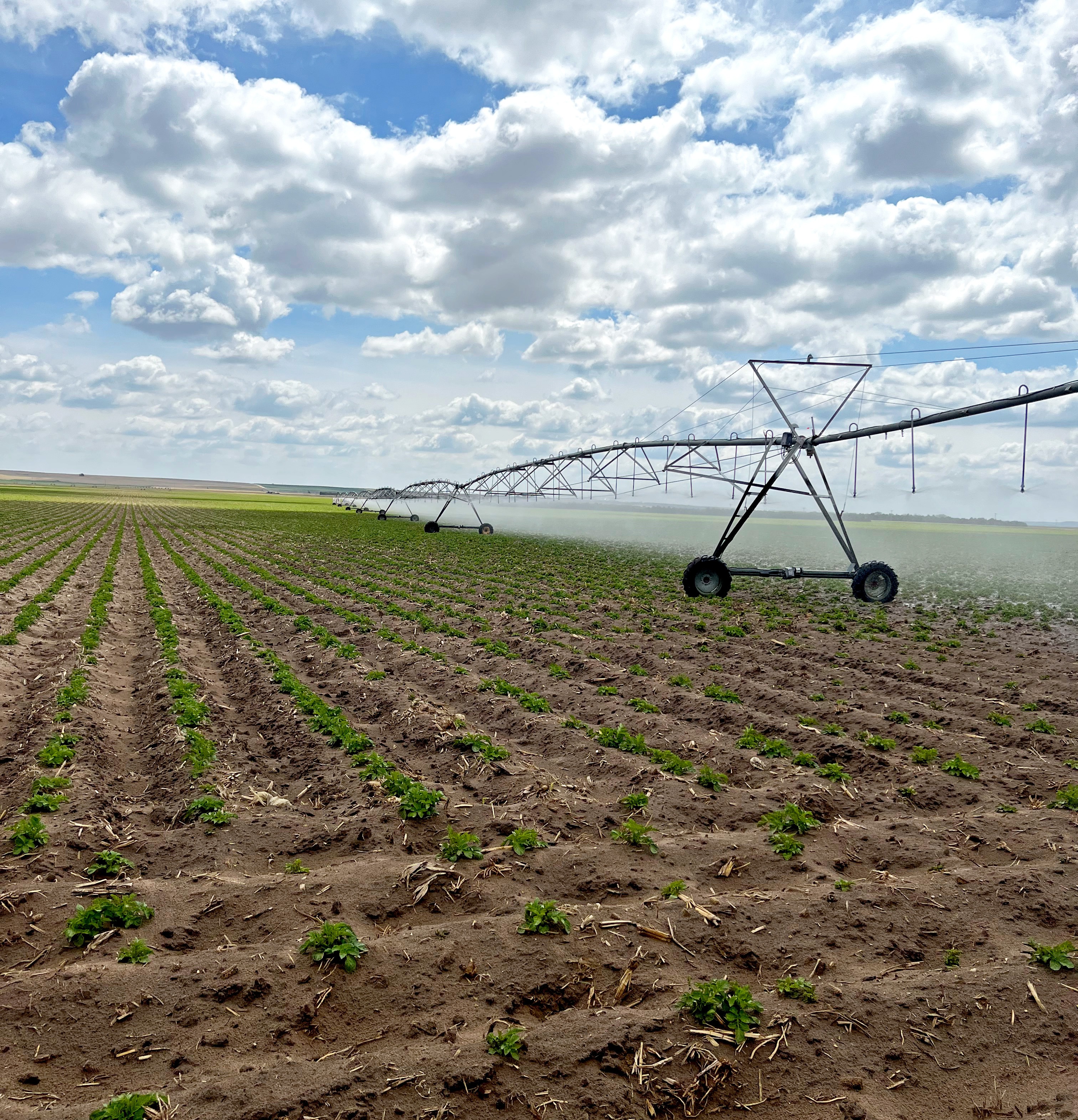 Get “Superpowered” Potato Plant Health