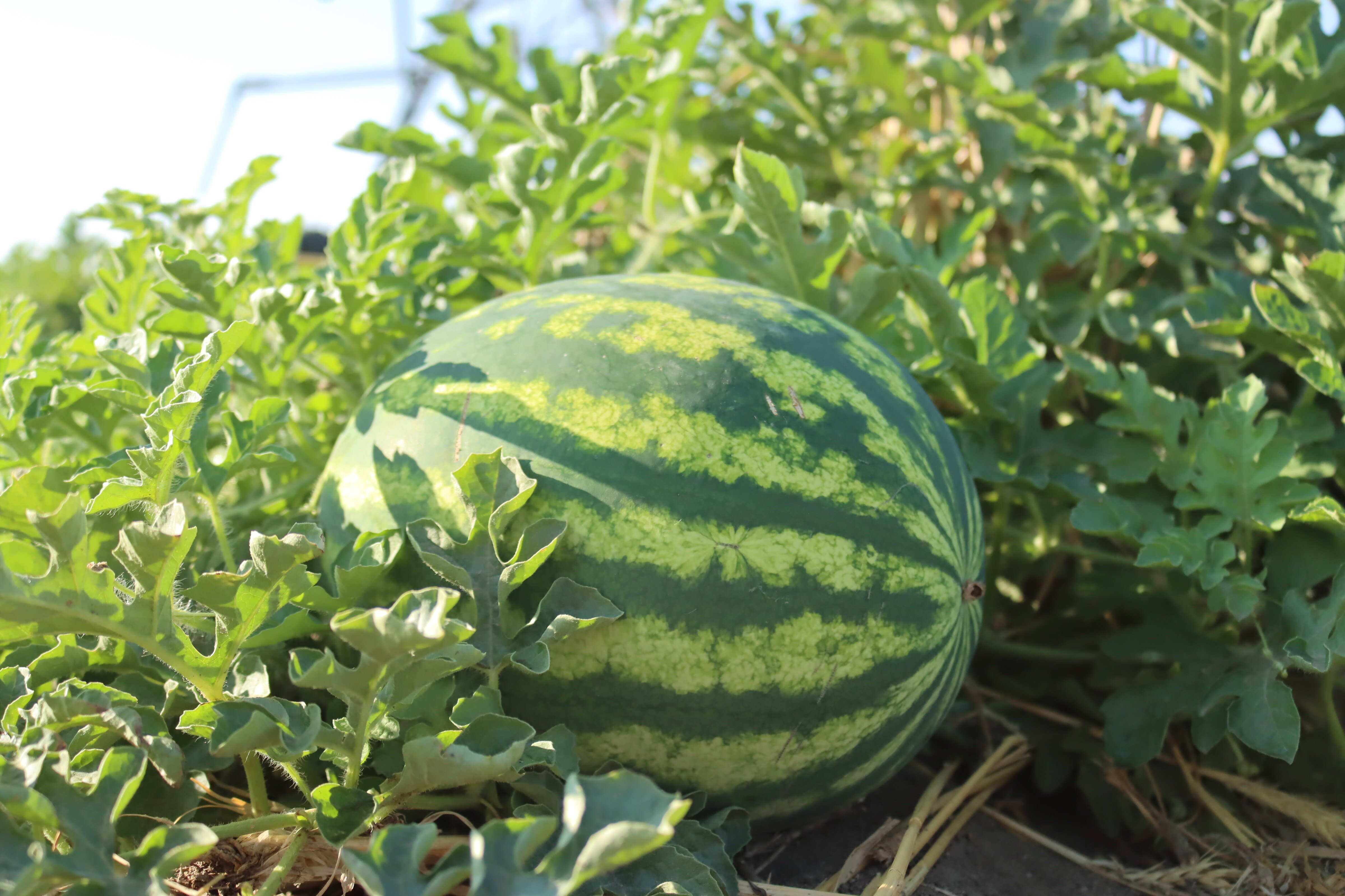 Key Insights from the 2026 Watermelon Season