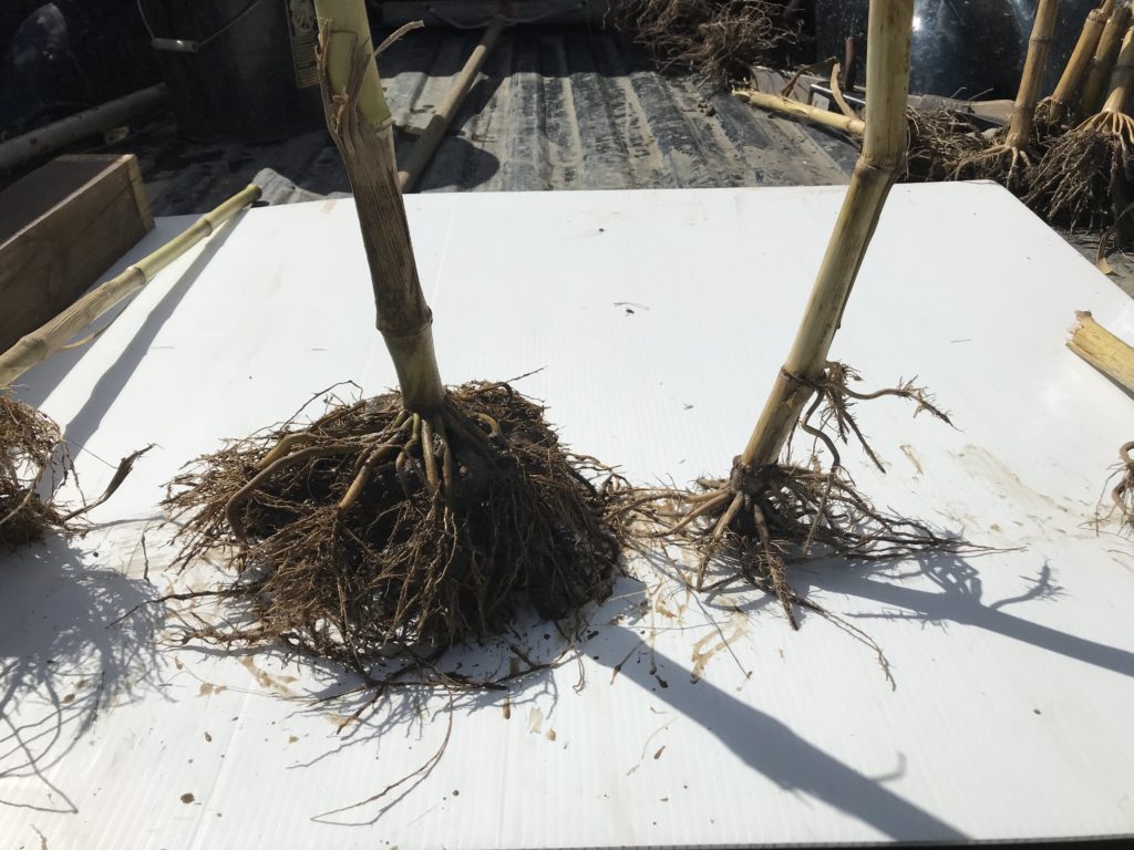 5 reasons Bifender FC needs to be part of your in-furrow corn program