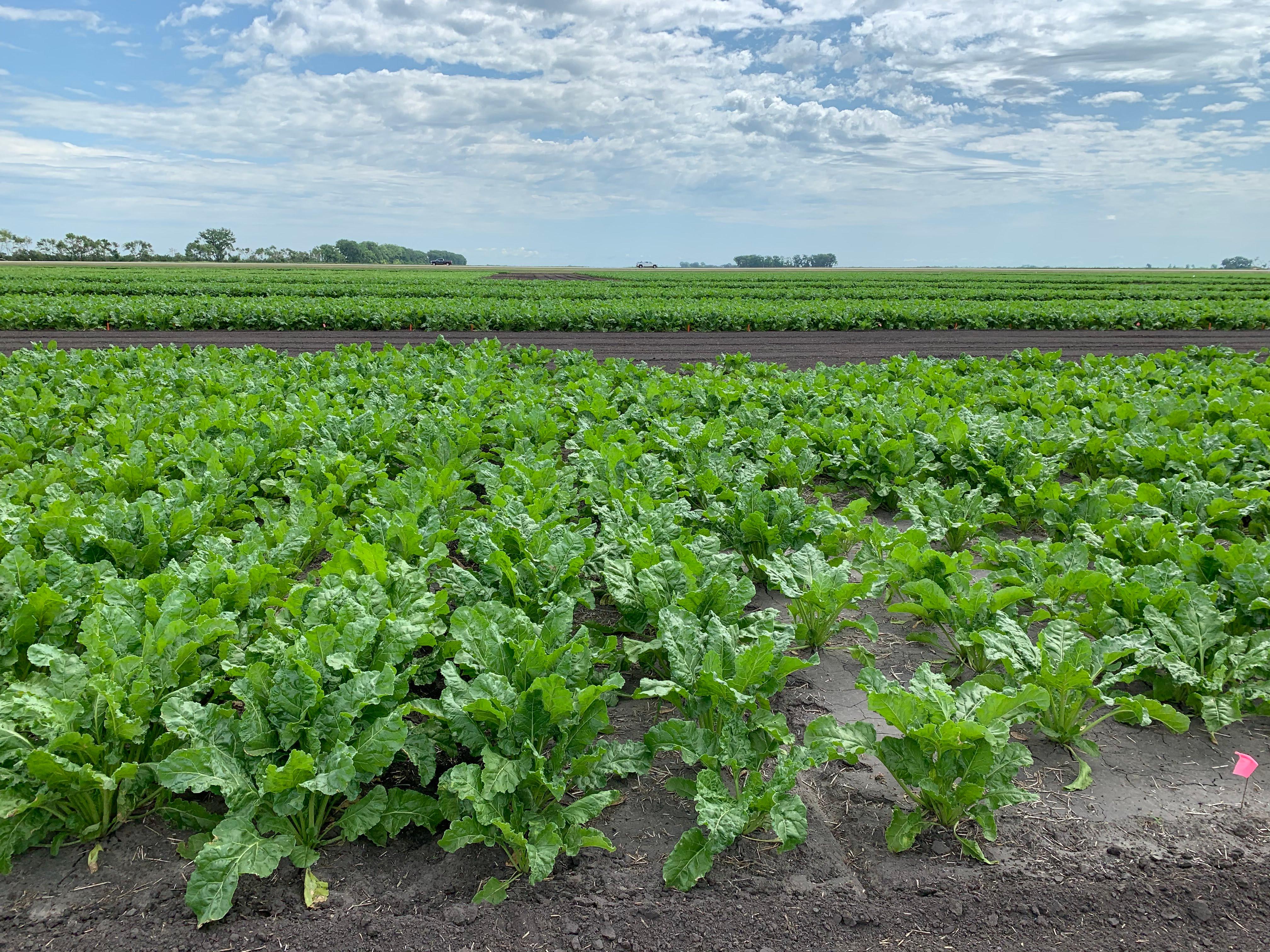 Vive Announces New Midac® 4 for Sugarbeets in North Dakota