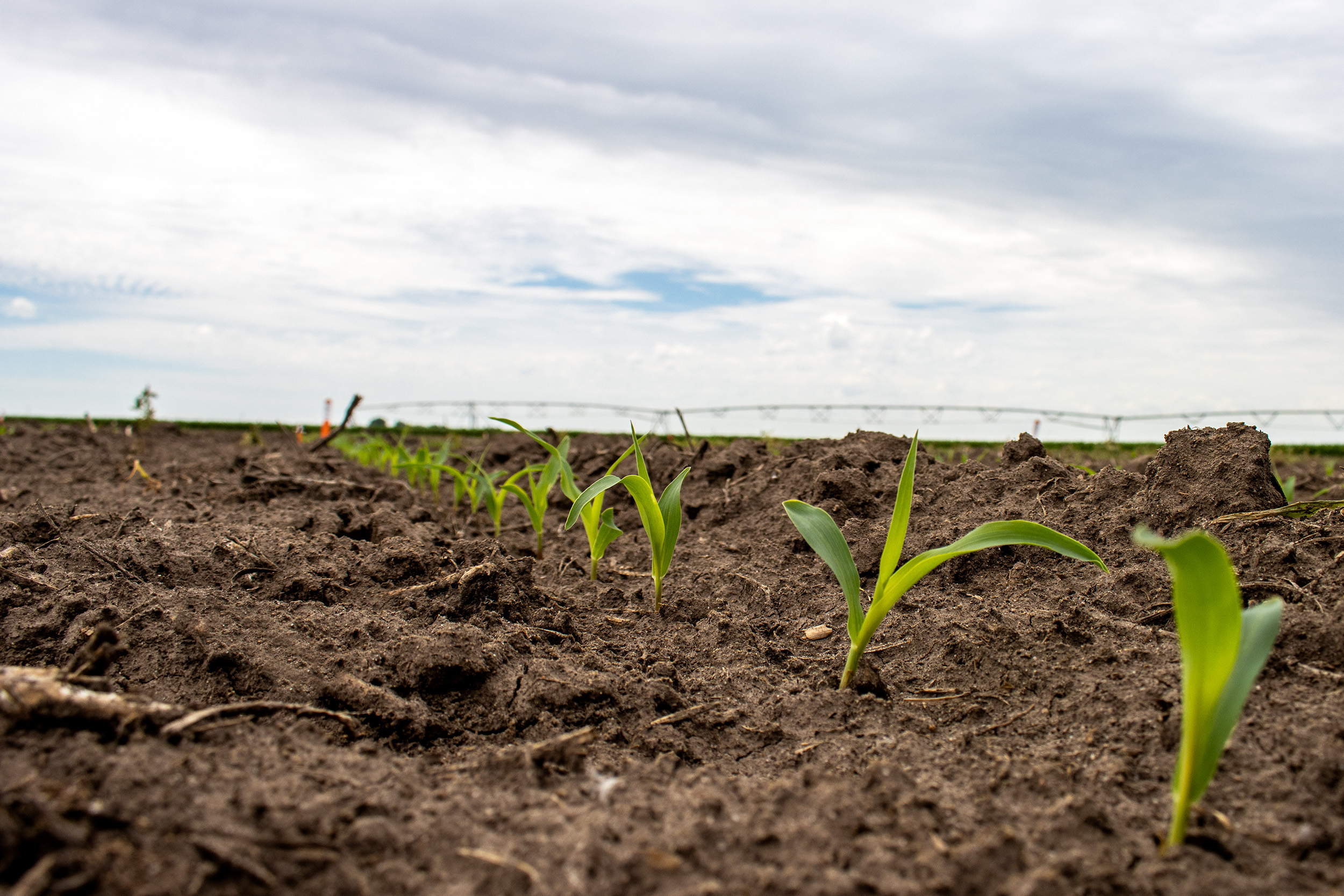 Laying the Groundwork: The Power of In-Furrow Disease and Pest Protection in Corn