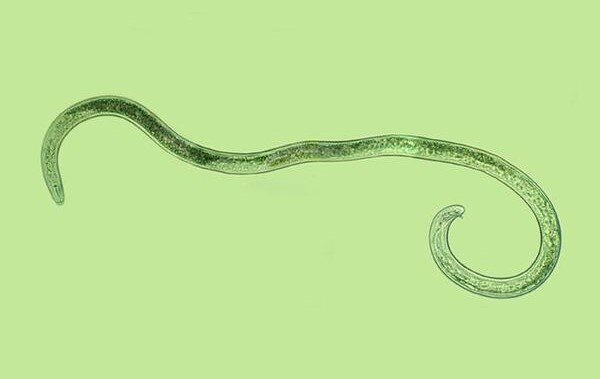 2025 Nematode Outlook: How Cotton growers can stay ahead of the threat