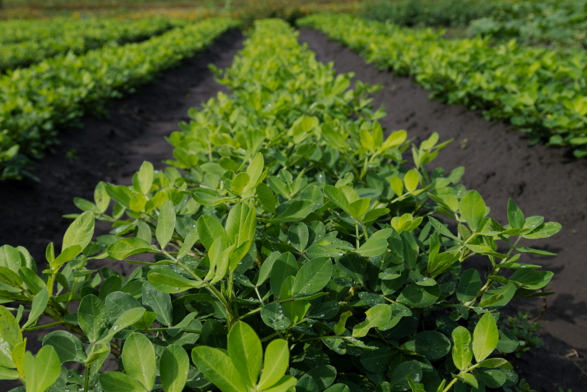 Vive Crop Protection Welcomes Will McAndrew to Board of Directors