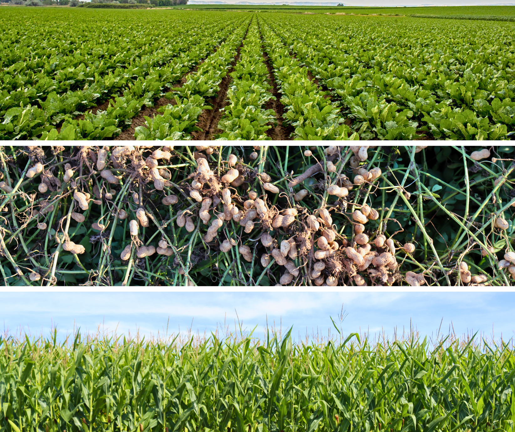 Phobos® FC Case Study: Optimizing Fungicide Performance & Application