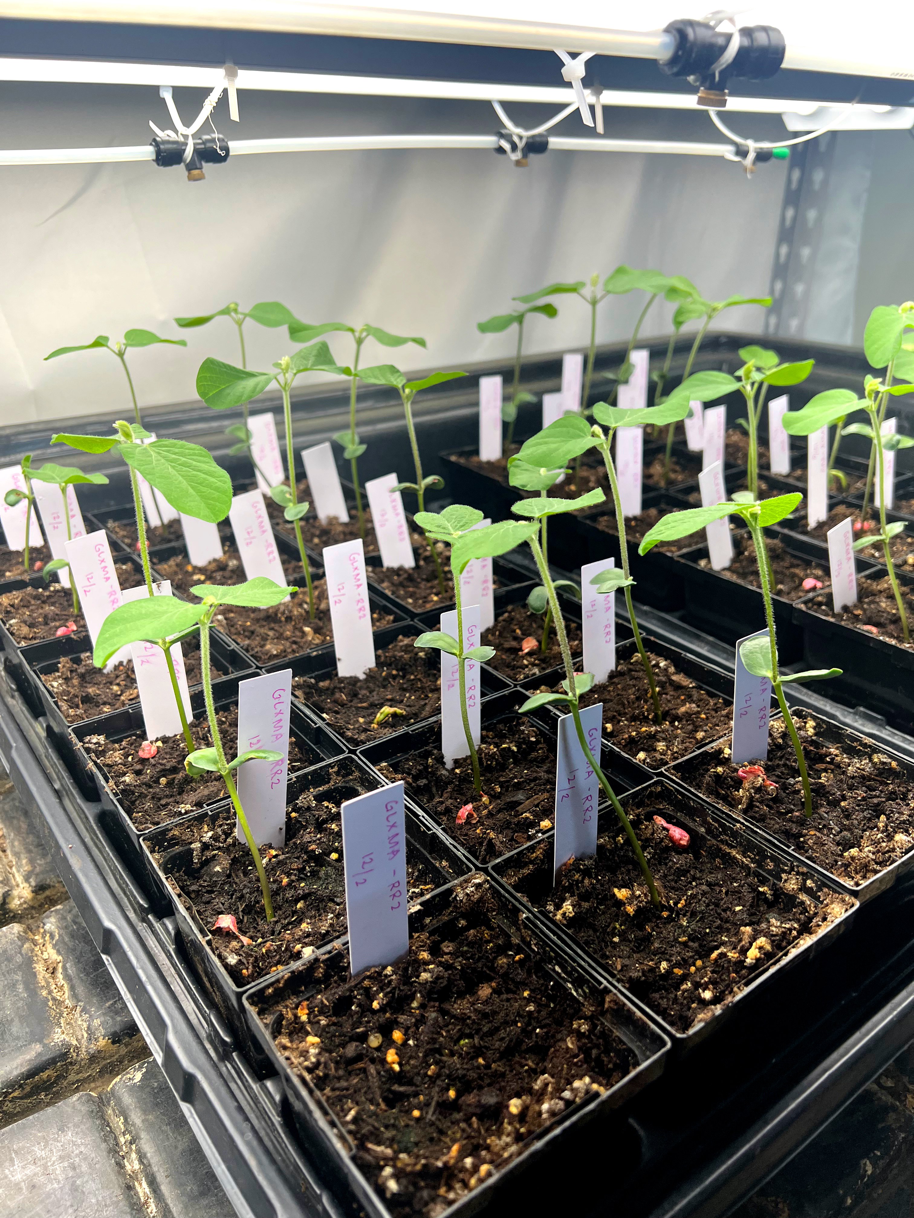 Young seedlings in labeled trays growing under LED lights indoors