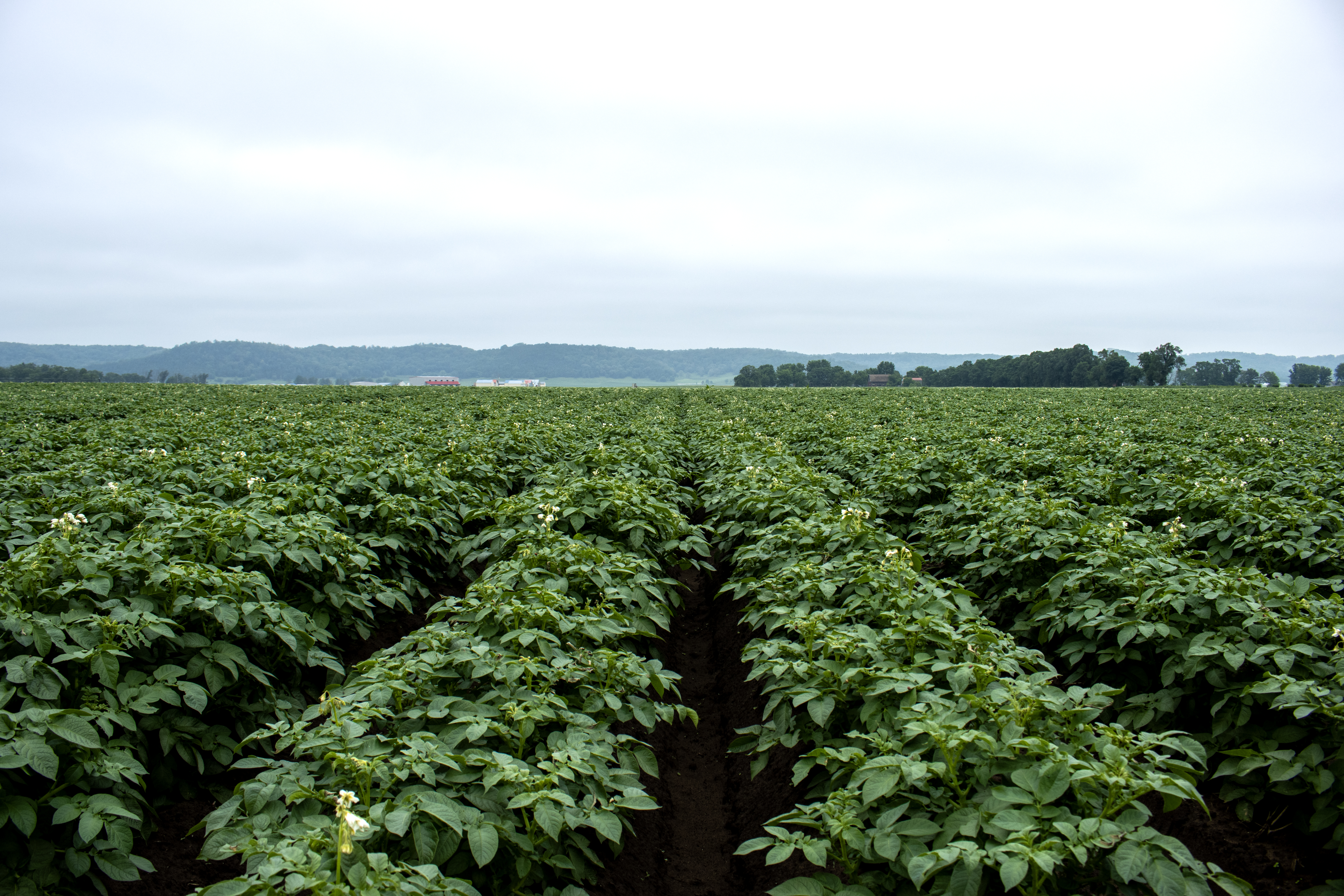 Potato - Alsum Farms - WI - 2-1