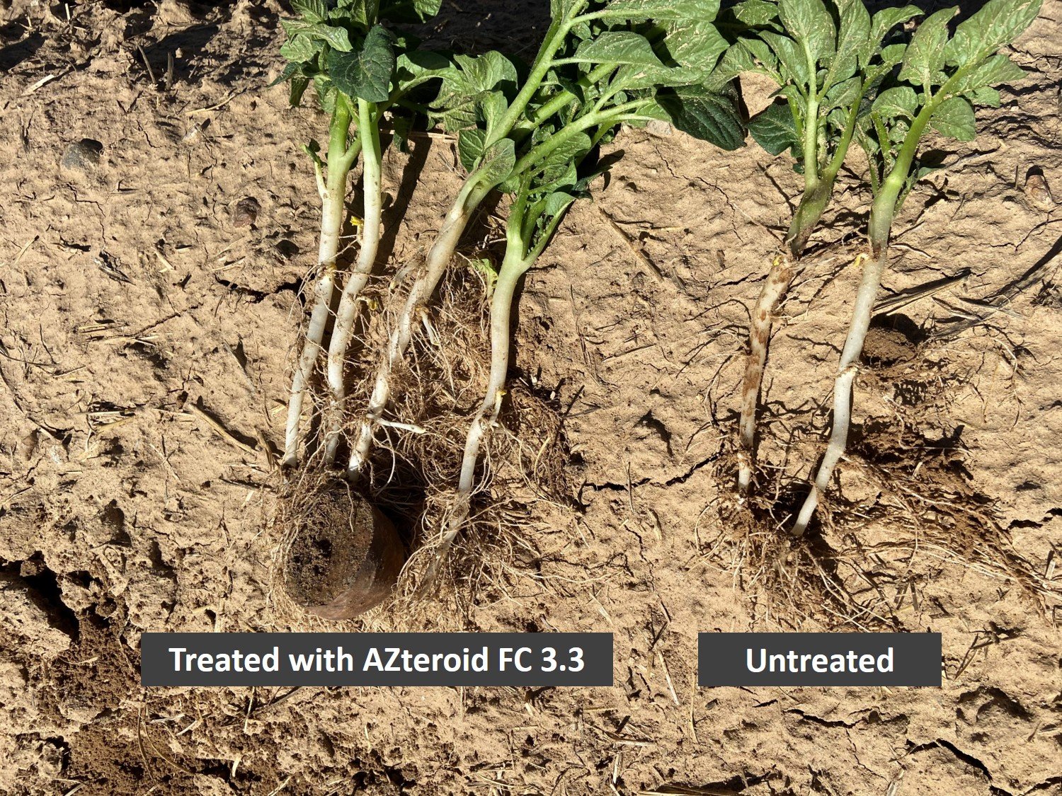 Potato NM Demo AZteroid FC 33 vs untreated with text