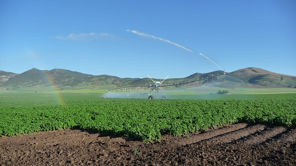 Potato chemigation stoddardfarms-2