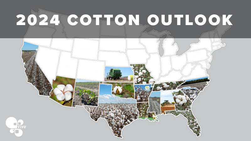 Navigating Uncertainty: The Outlook of Cotton Planting in 2024