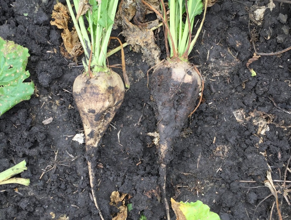 Strategies for Combatting Rhizoctonia in Sugarbeets