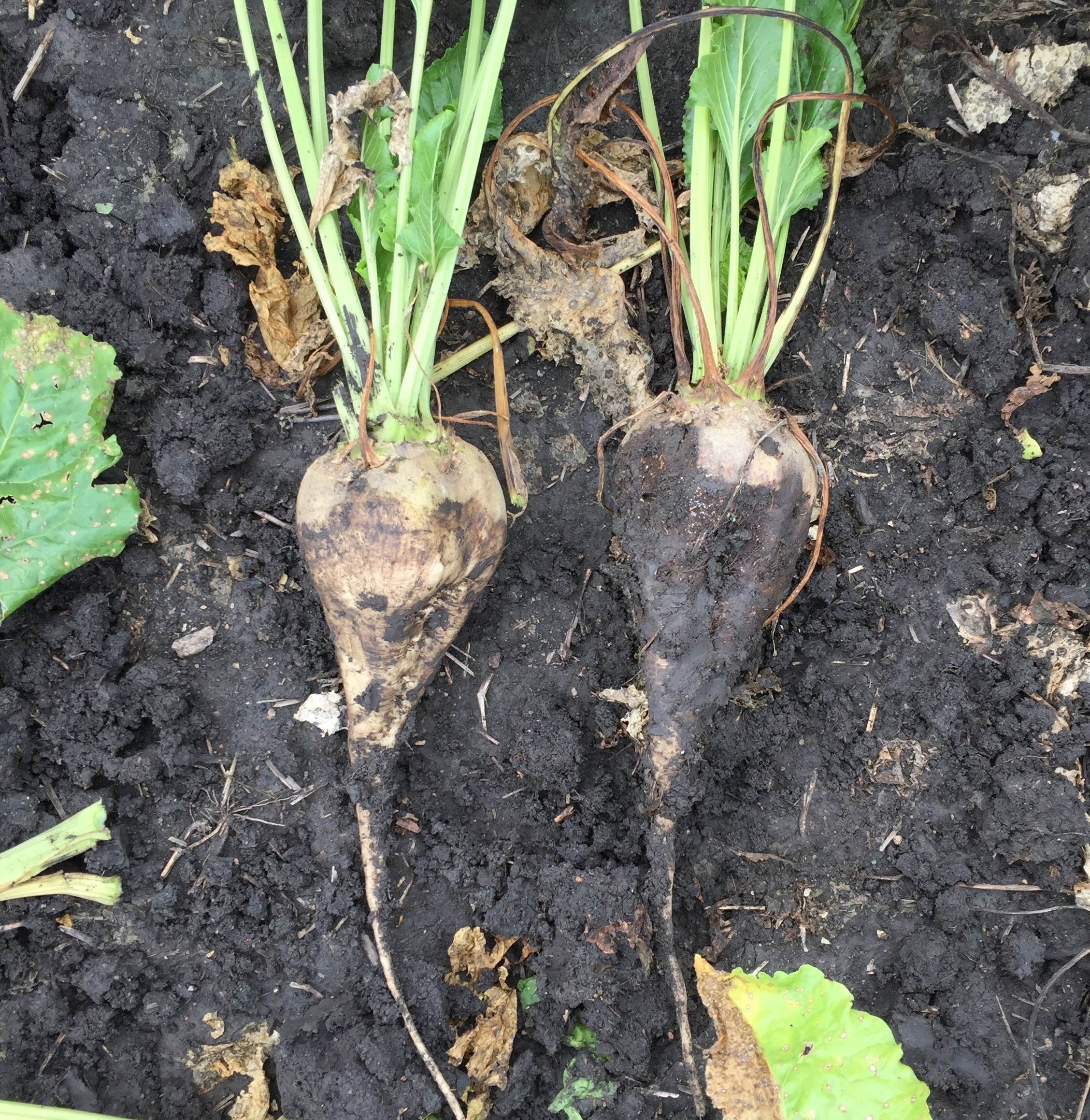 Sugarbeet AZ and Redline vs untreated IMG_7978